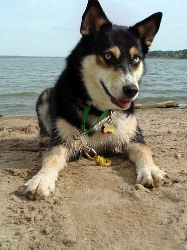 Takoda at the beach in 2009, one year before the amputation