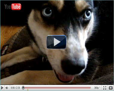 Watch Takoda play with her furbrother on YouTube